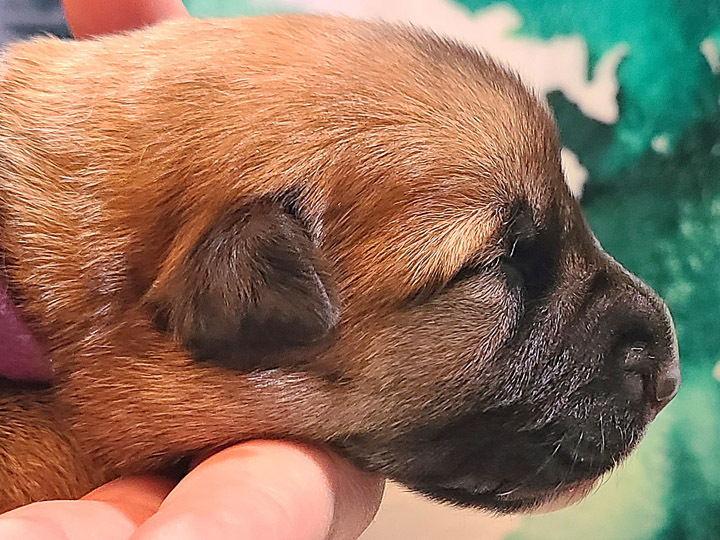 chinook puppy